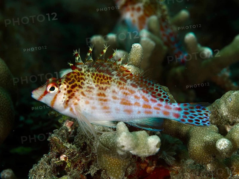A spotted fish, Dwarf Hawkfish's coral guardian (Cirrhitichthys falco), swimming amidst colourful coral structures, Spice Reef dive site, Penyapangan, Bali, Indonesia, Asia