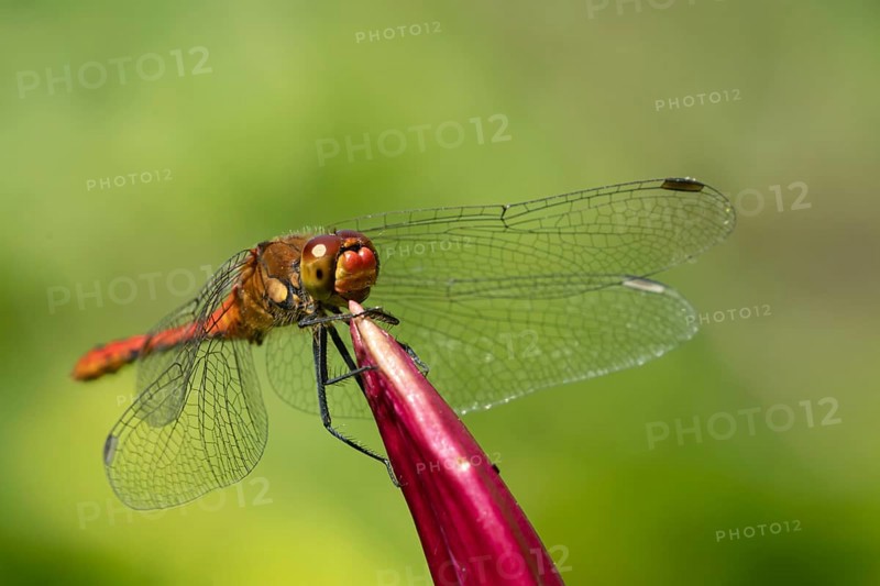 Ruddy darter dragonfly (Sympetrum sanguineum) adult male insect resting on a garden lily flower, England, United Kingdom, Europe