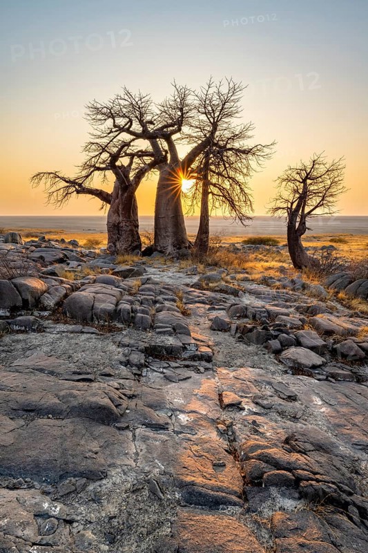 African baobab (Adansonia digitata), several trees at sunrise, sun star, Kubu Island (Lekubu), Sowa Pan, Makgadikgadi salt pans, Botswana, Africa