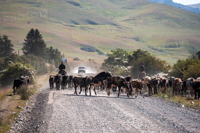 Shepherds driving a herd of cows on a road, gravel track, Tian Shan, Sky Mountains, Kyrgyzstan, Asia