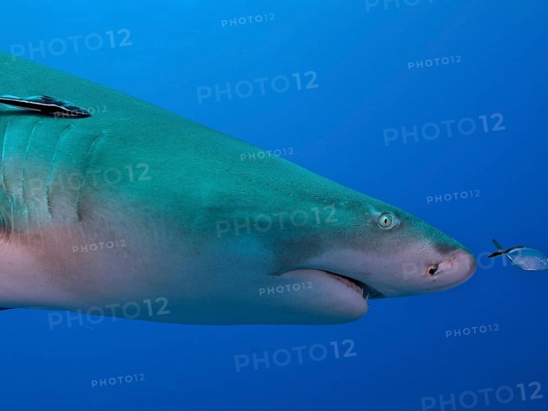 Close-up of a lemon shark (Negaprion brevirostris) with a ship keeper (Echeneidae) in the open blue sea, dive site Lemon Drop, Jupiter, Florida, USA, North America
