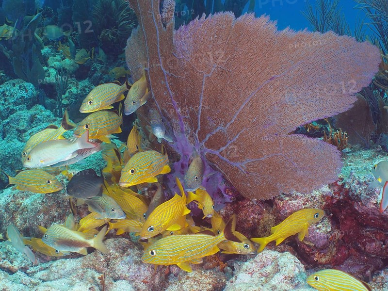 Tropical fish swim around a colourful coral reef with purple Venus fans (Gorgonia ventalina), dive site John Pennekamp Coral Reef State Park, Key Largo, Florida Keys, Florida, USA, North America