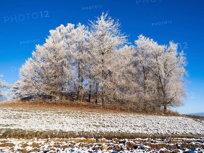 Birch Trees, (Betula pendula), a group of trees at the edge of a field, covered in hoar frost, set against a blue sky in winter, North Hesse, Germany, Europe