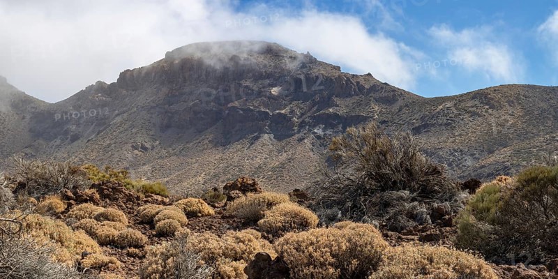 Faded Teide gorse and the summit of Montaña Guajara, also: Alto de Guajara, 2715m, crater walls, Caldera de las Cañadas, a huge volcanic cauldron, Teide National Park, Parque Nacional del Teide, Tenerife, Canary Islands, Spain, Europe