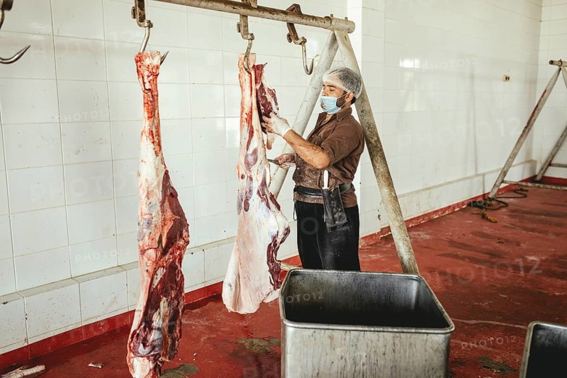 Cutting up a slaughtered dromedary (camelus dromedarius), camel slaughter, Salalah slaughterhouse, Dhofar, Oman, Asia