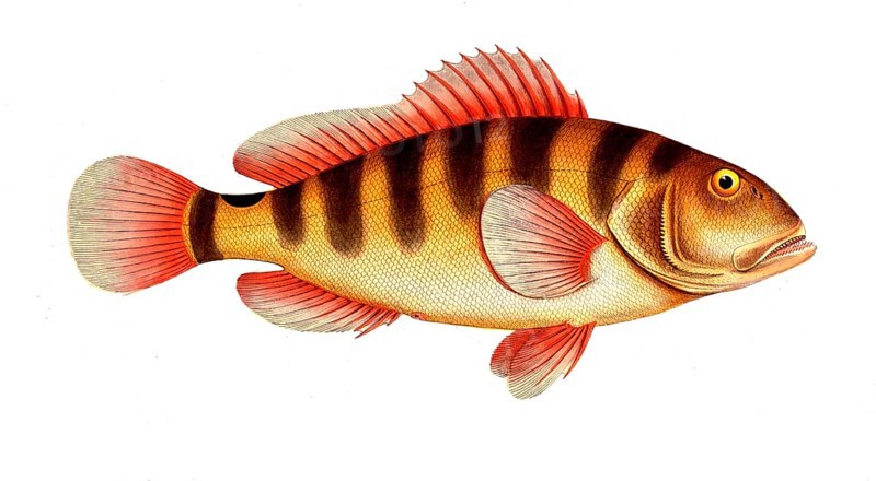 Fish, Fishes, Mediterranean bannerfish, Genus of bannerfish, Anthias striatus, Streaked grunt, Historical, digitally restored reproduction from a 19th century original, Record date not stated
