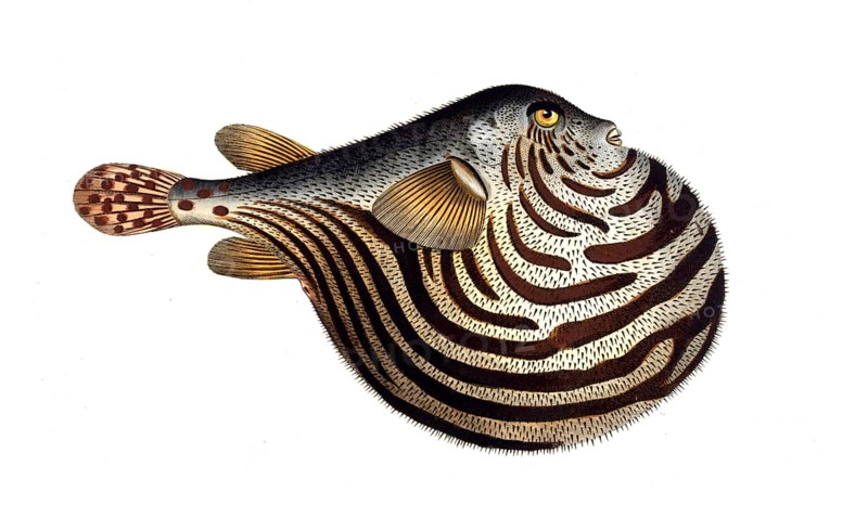 Fish, Fish, genus of the family Yellowfin Puffer, Tetrodon lineatut, striped spiny belly, the striped globe, Historical, digitally restored reproduction from a 19th century original, Record date not stated