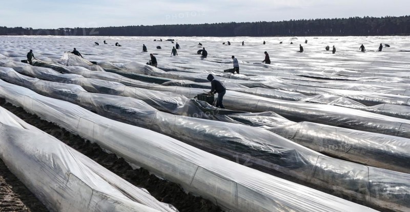 The first asparagus is harvested from a foil-covered asparagus field, Beelitz, 26/03/2024