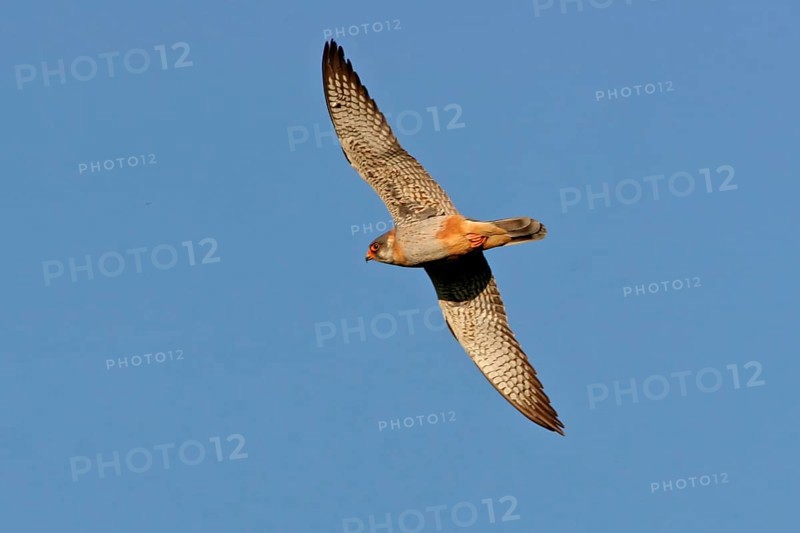 Red-footed Falcon, (Falco vespertinu), flight photo, falcon family, Tower Hide, Tiszaalpár, Kiskunsági National Park, Bács-Kiskun, Hungary, Europe