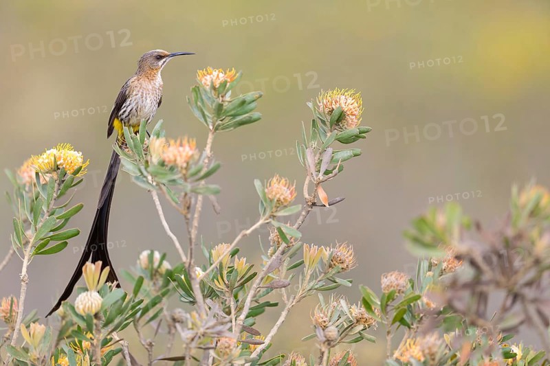 Cape sugarbird (Promerops cafer), Harold Porter National Botanical Gardens, Betty's Bay, Western Cape, South Africa, Africa