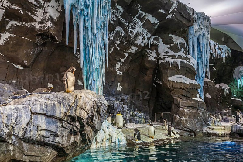 Penguins on display in artificial natural habitat at the Empire of the Penguin attraction in SeaWorld, Orlando