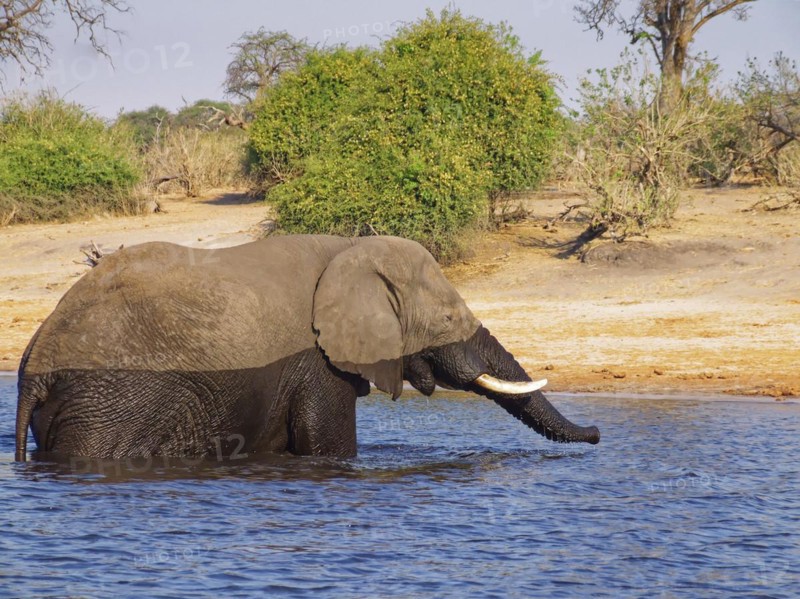 An elephant crosses the Chobe, the lower reaches of the Cuando River, on the border of Namibia and Botswana. Kasane, Chobe District, Botswana, Africa