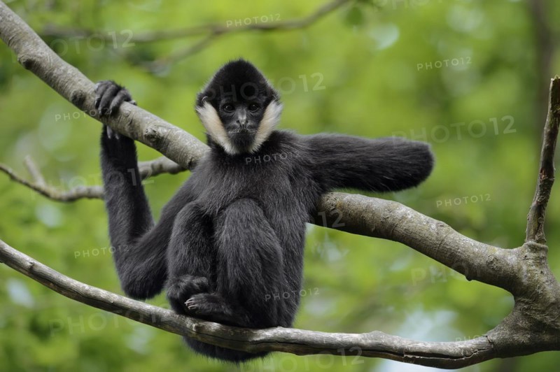 Northern white-cheeked gibbon (Nomascus leucogenys), juvenile, captive, occurrence in Asia