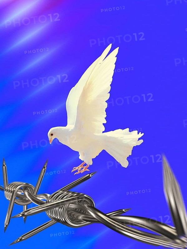 Symbolic image, dove of peace, peoples, international understanding, peace, threat of war, freedom, border conflicts, secure borders, humanism, democracy, aggressor, security, weapons, armament, imminent danger, barbed wire