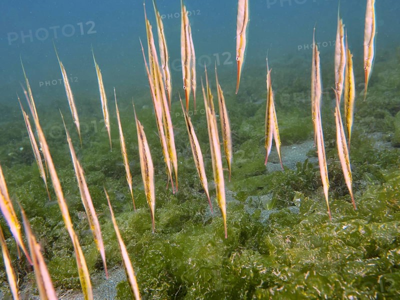 Slender fish, jointed razorfish, razorfish (Aeoliscus strigatus), swimming vertically between seaweed, dive site Secret Bay, Gilimanuk, Bali, Indonesia, Asia