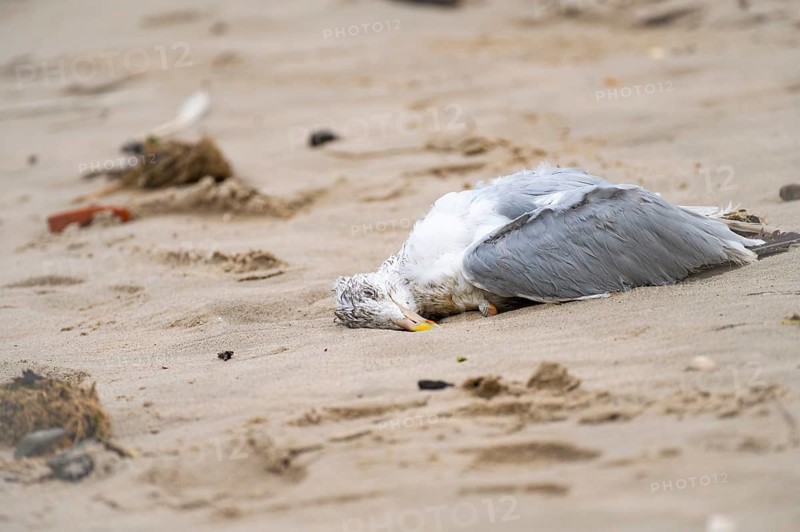 Seagull (Larinae) dead, lying in the sand on the beach of Schillig, yellow beak, grey wings, white upper body, close-up, surrounded by a few shells and algae, Schillig, Wangerland, North Sea coast, Lower Saxony, Germany, Europe