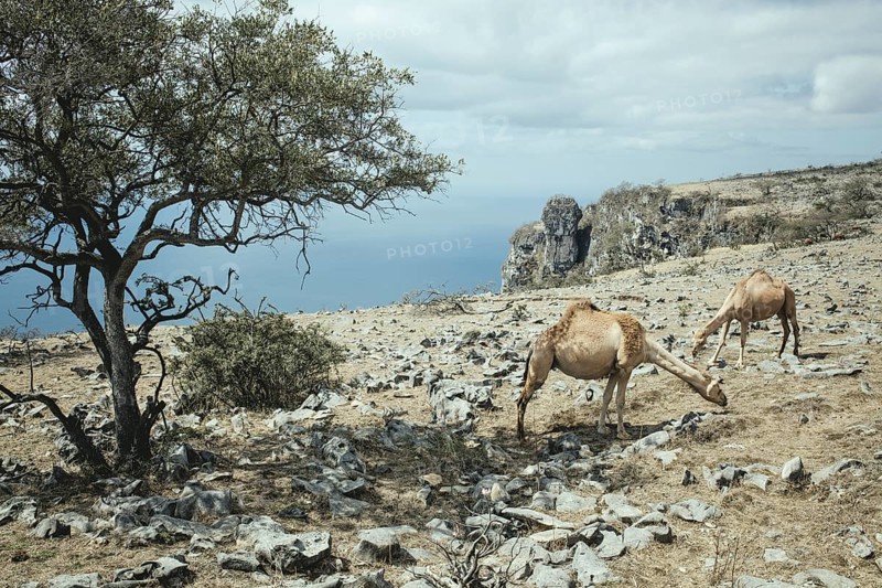 Camels (camelus dromedarius) grazing on a plateau on a cliff, Dalkut, Dhofar, Oman, Asia