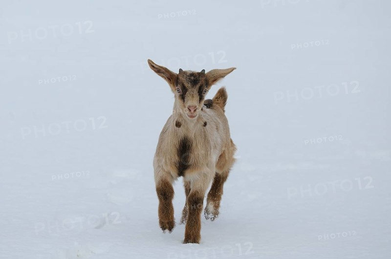 A goatling running in the snowy terrain, Boer goat, domestic goat (Capra aegagrus hircus), Franconia