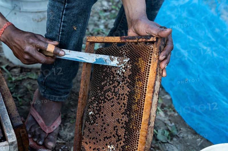 Beekeepers working in a honey production unit near a mustard field on December 17, 2024 in Barpeta, India.