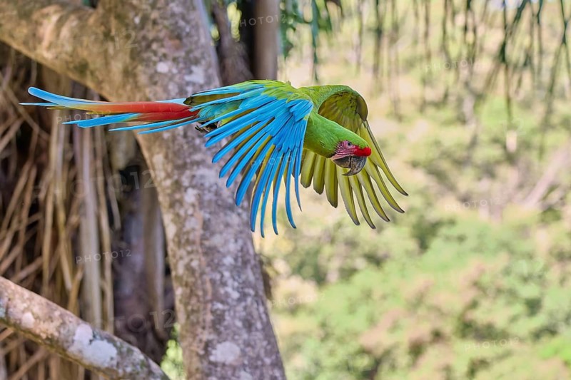 Great green macaw in flight (Ara ambiguus) Costa Rica