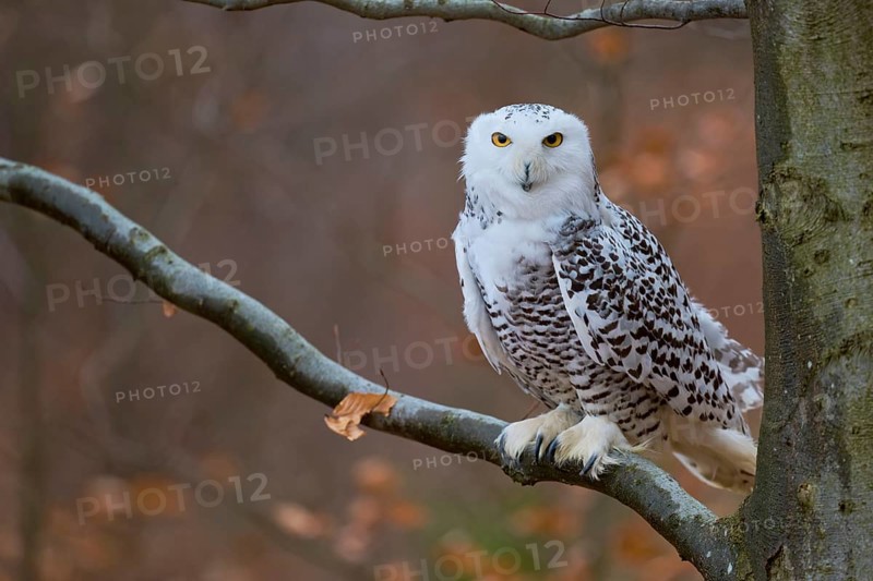 Snowy owl on branch (Bubo scandiacus) captive, Czech Republic, Europe