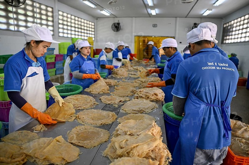 Employees of the company Chockdee Sea Products prepare dried jellyfish for export, Min Buri, near Bangkok, Thailand, Asia