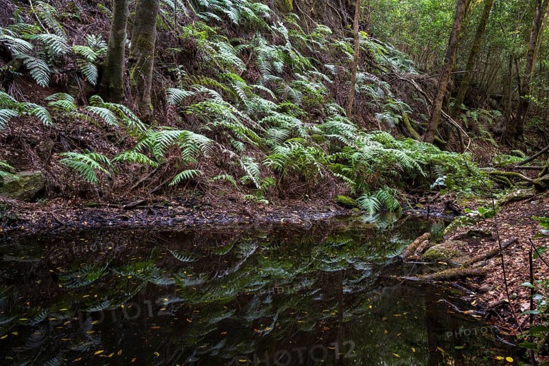 Pools, cloud forest, laurel forest, Garajonay National Park, UNESCO World Heritage Site, La Gomera, Canary Islands, Spain, Europe