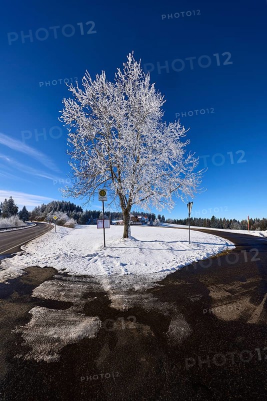 Winter landscape with federal road B500, bus stop Gasth. Kreuz and free-standing snow-covered tree, deep blue sky with veil clouds, Titisee-Neustadt, Black Forest, Breisgau-Hochschwarzwald district, Baden-Württemberg, Germany, Europe