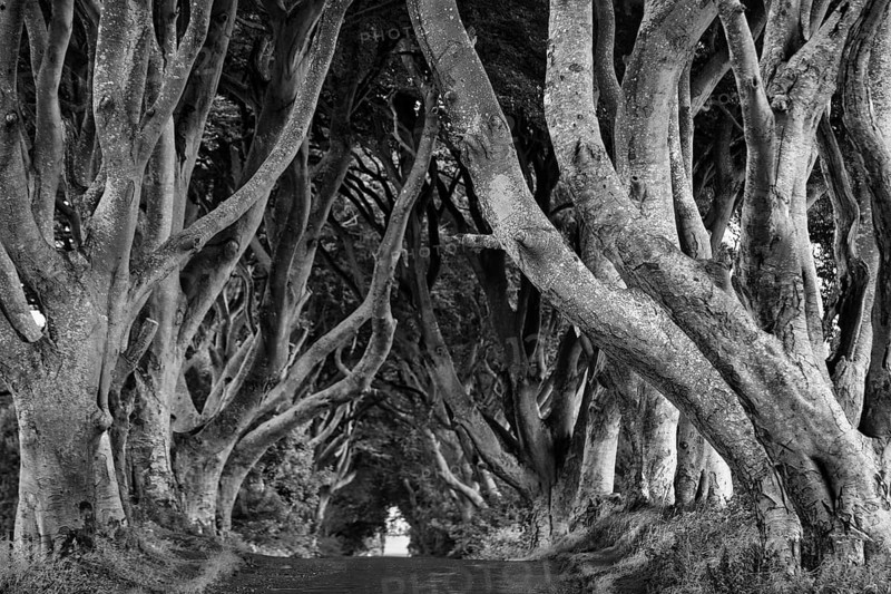 Famous avenue of beech trees, The Dark Hedges, tunnel avenue, mystical film set, film location for Game of Thrones, dawn, monochrome, Ballymoney, County Antrim, Northern Ireland, Great Britain