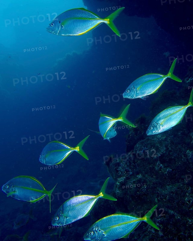 Several yellowfin mackerel (Pseudocaranx dentex) swimming in synchronisation along a deep sea ridge, dive site Montana Amarilla, Costa del Silencio, Tenerife, Canary Islands, Spain, Europe