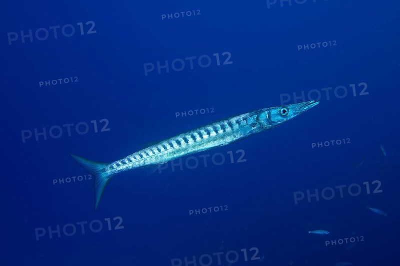 A barracuda (Sphyraena viridensis) swimming in clear blue water, dive site Bufadero, Palm Mar, Tenerife, Canary Islands, Spain, Europe