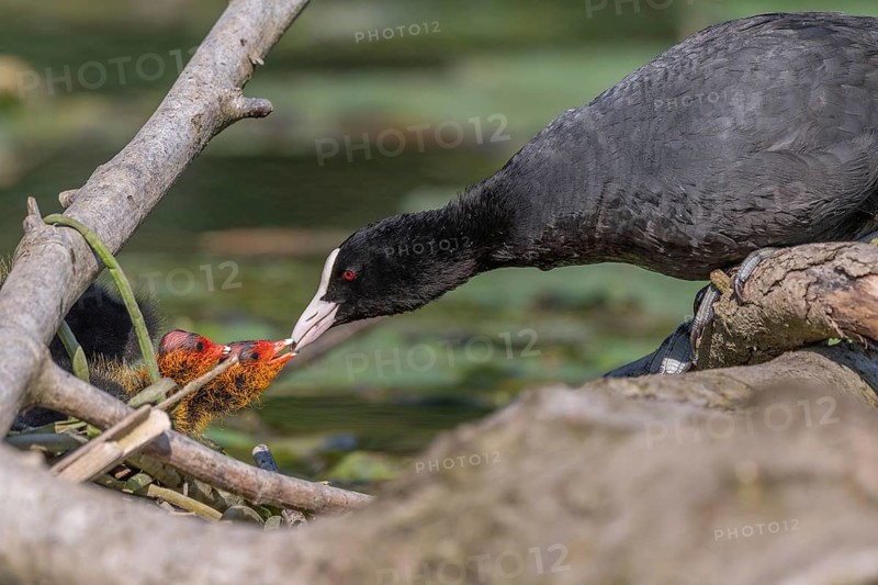 Eurasian burbot (Fulica atra) feeding its chicks. Bas Rhin, Alsace, France, Europe