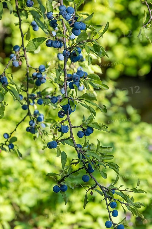 Blackthorn with fruit, Münsterland, North Rhine-Westphalia, Germany, Europe