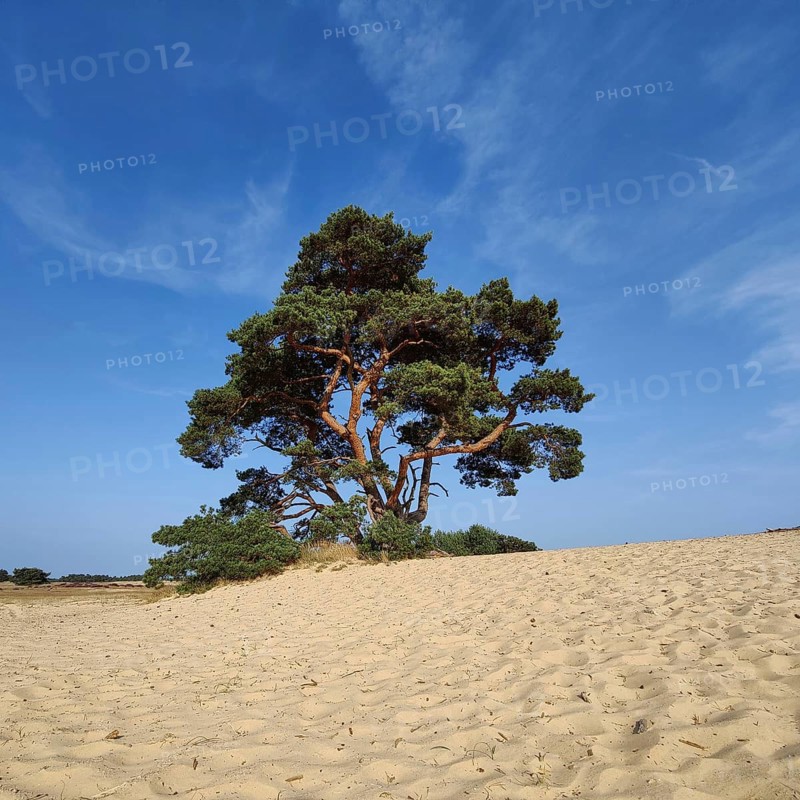 Pine tree in the De Pollen dune landscape, De Hoge Veluwe National Park, Otterlo, province of Gelderland, Netherlands