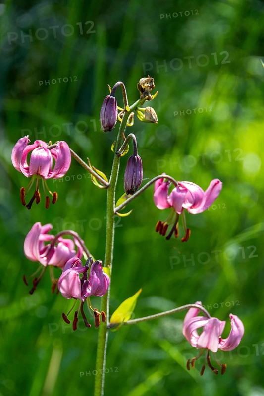 Close-up of a martagon lily (Lilium martagon), Sancy Massif, Auvergne-Rhone-Alpes, France, Europe