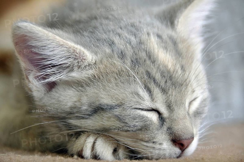 Sleeping two-month-old domestic cat (Felis silvestris f. catus), kitten