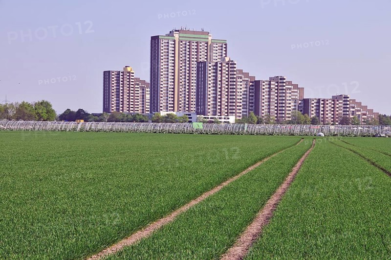 Vegetable growing, behind it the high-rise apartment blocks KölnBerg, a socially deprived neighbourhood in the Meschenich district of Cologne, North Rhine-Westphalia, Germany, Europe