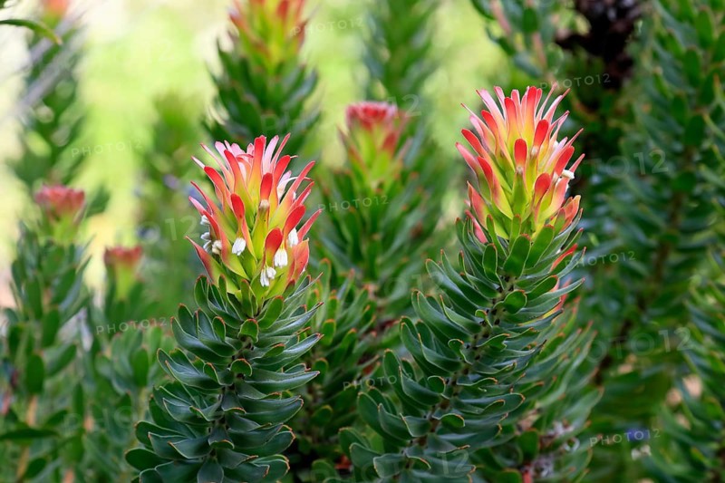 Protea Mimetes cucullatus (Mimetes cucullatus), flower, flowering, silver tree plant, Kirstenbosch Botanical Gardens, Cape Town, South Africa, Africa