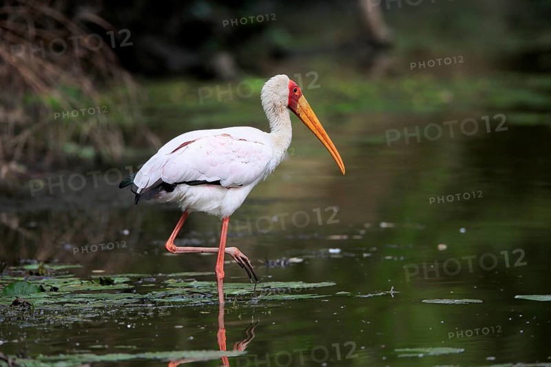 Glutton (Mycteria ibis), adult, in the water, foraging, Kruger National Park, Kruger National Park, Kruger National Park South Africa