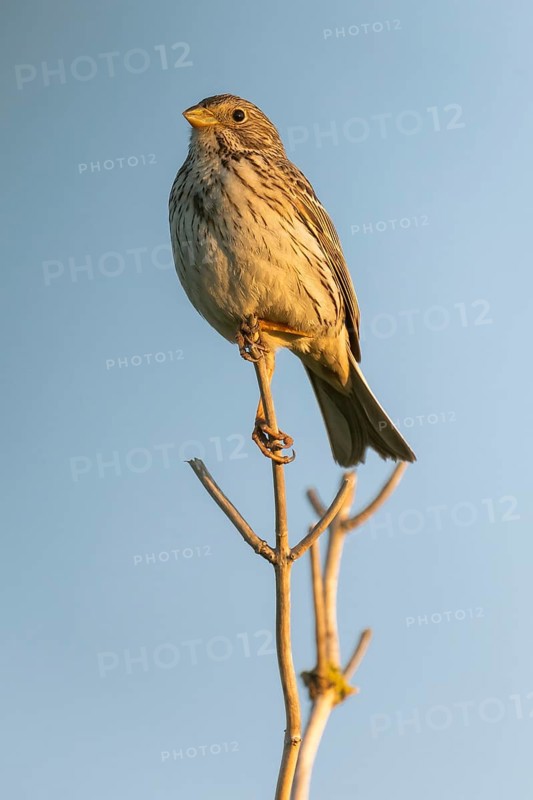 Corn bunting (Emberiza calandra) sitting on a branch, animal portrait, Bagges Dæmning, Ringkøbing Fjord, Denmark, Europe