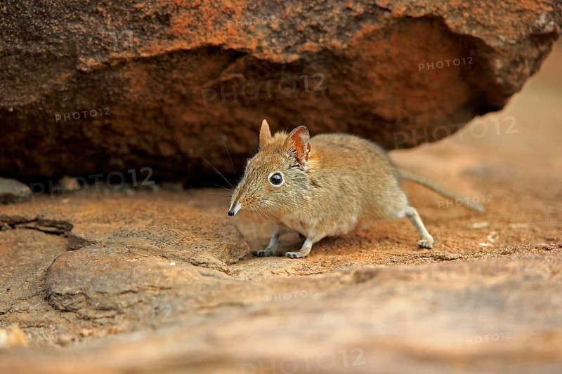 Short-eared elephant shrew, (Macroscelides probosideus), adult, foraging, Mountain Zebra National Park, Eastern Cape, South Africa, Africa