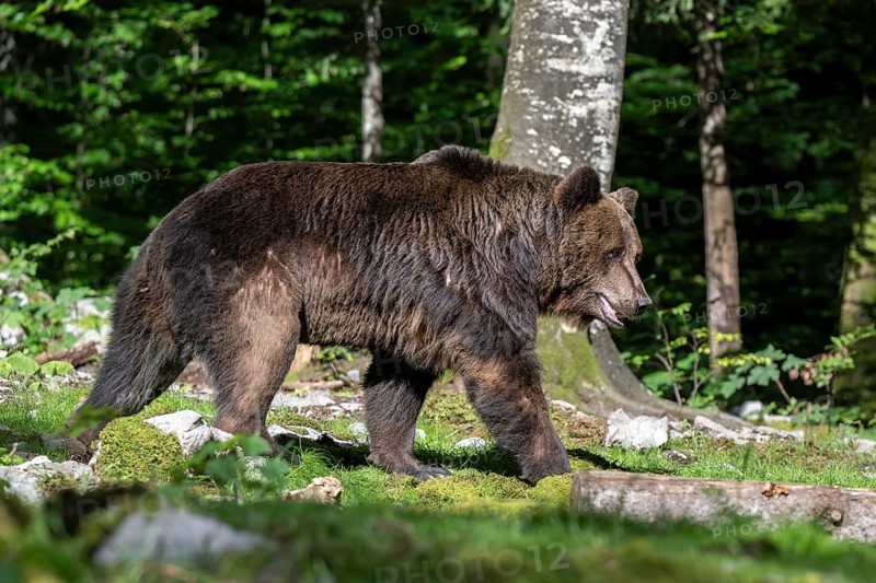 European brown bear (Ursus arctos arctos) in the forest, Notranjska region, Slovenia, Europe