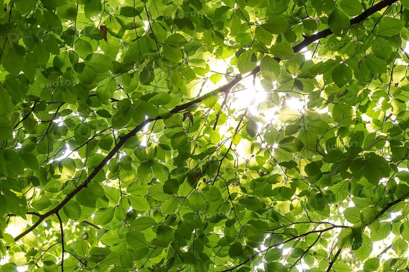 Sunbeams shining through leaves and branches of a beech tree, sculpture park, Humlebæk, Nivå Bugt, Hovedstaden, Øresund coast, Denmark, Europe