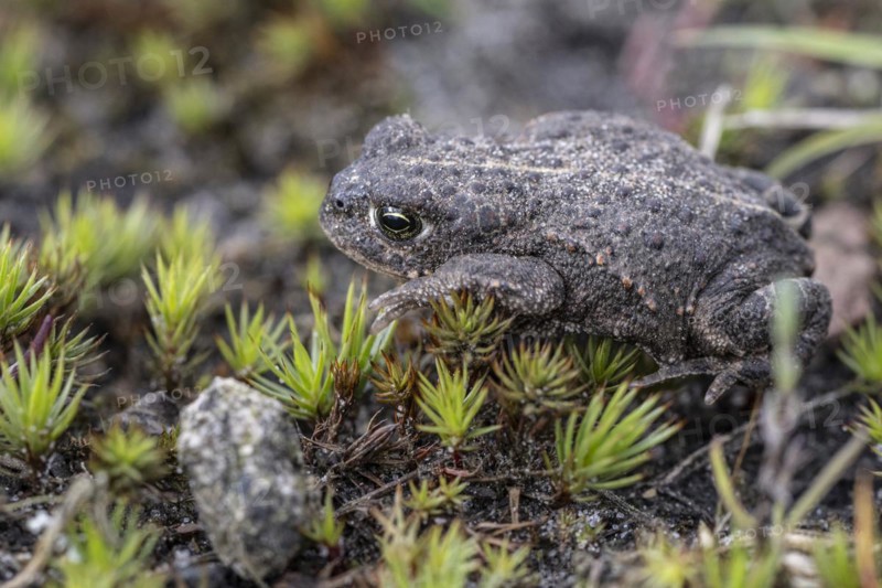 Natterjack toad (Bufo calamita), Emsland, Lower Saxony, Germany, Europe
