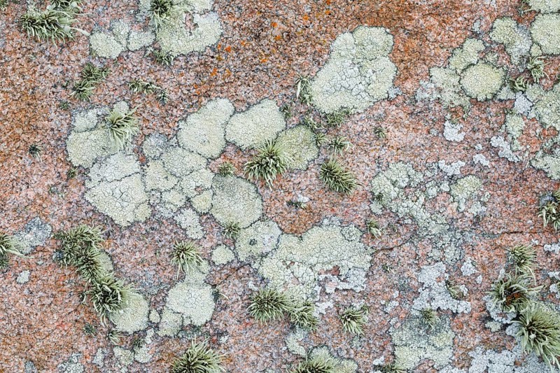 Pastel-coloured lichen on rocks in Brittany, France, Europe