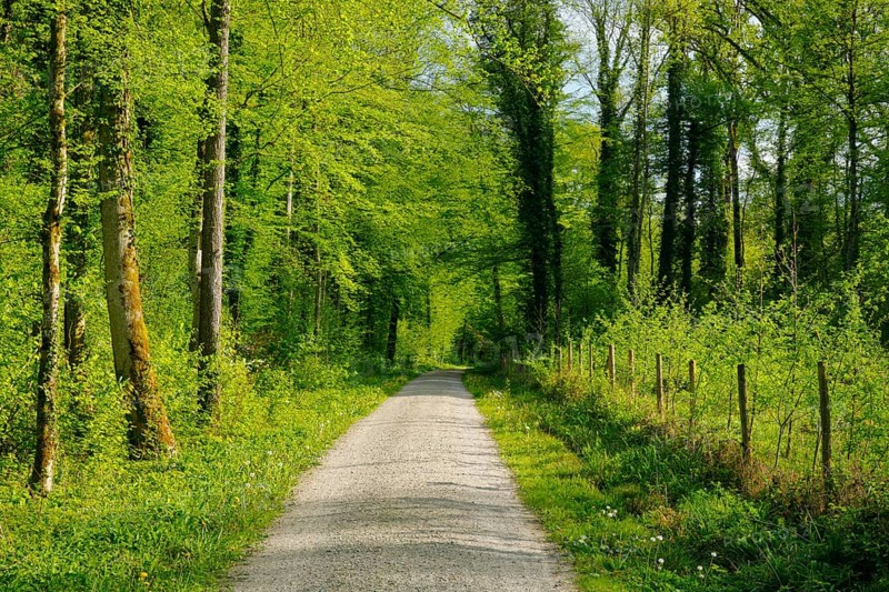 Forest path in the evening light in the canton of Thurgau, Switzerland, Europe