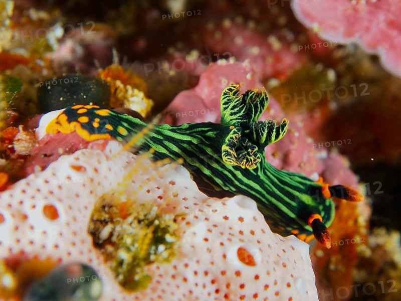 Colourful sea snail with striped pattern, variable neon star snail (Nembrotha kubaryana), on corals, dive site SD, Nusa Ceningan, Nusa Penida, Bali, Indonesia, Asia