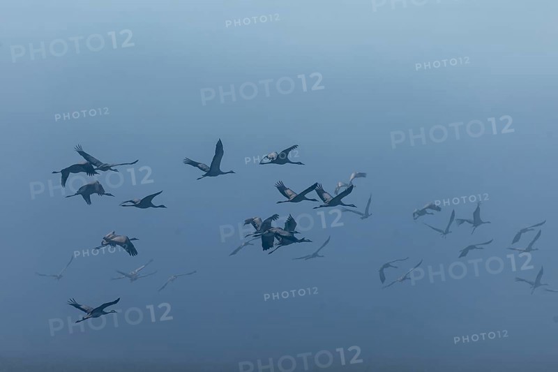 A flock of cranes flies through dense fog, Crane (Grus grus) wildlife, Western Pomerania Lagoon National Park, Zingst, Mecklenburg-Western Pomerania, Germany, Europe
