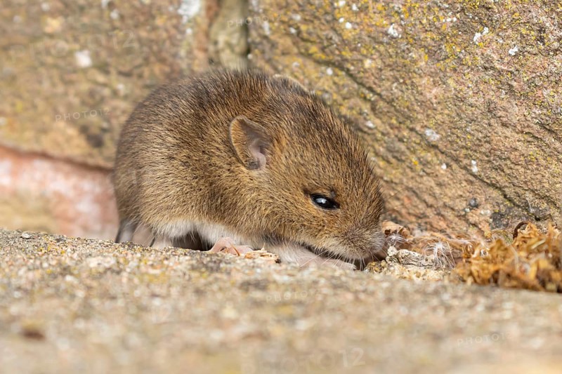 Brown rat (Rattus norvegicus) juvenile baby rodent animal emerging from a hole by a building brick wall, England, United Kingdom, Europe
