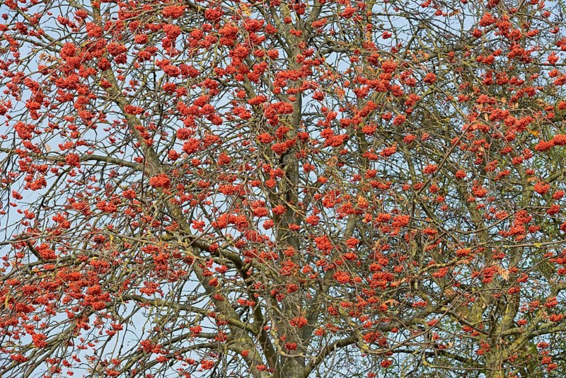 Rowanberry (Sorbus aucuparia), view into the tree crown without autumn leaves, red fruits, North Rhine-Westphalia, Germany, Europe